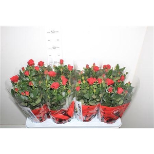 Ro Sca Mercedes Kord