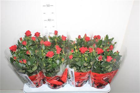 <h4>Ro Sca Mercedes Kord</h4>