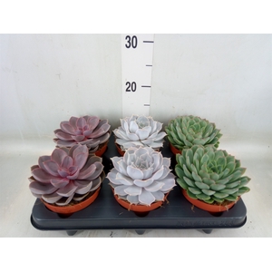 Echeveria   ...mix