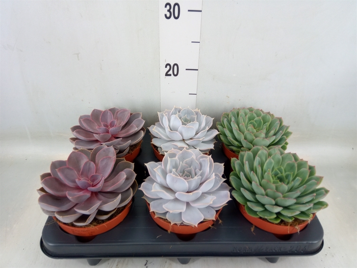 <h4>Echeveria   ...mix</h4>