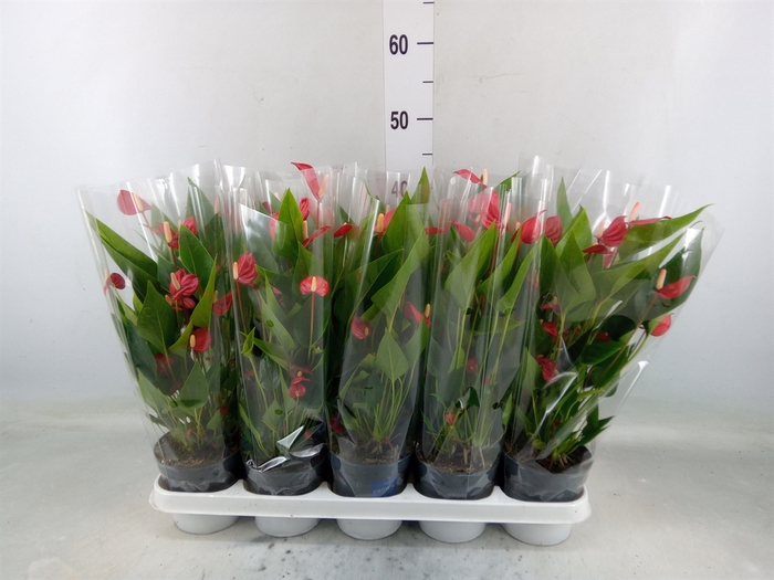 <h4>Anthurium andr. 'Mill Flowers Red'</h4>