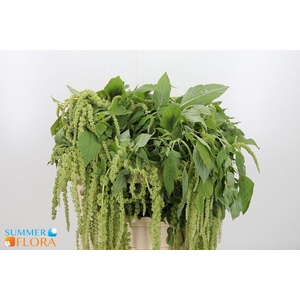 AMAR CA GREEN PEARLS