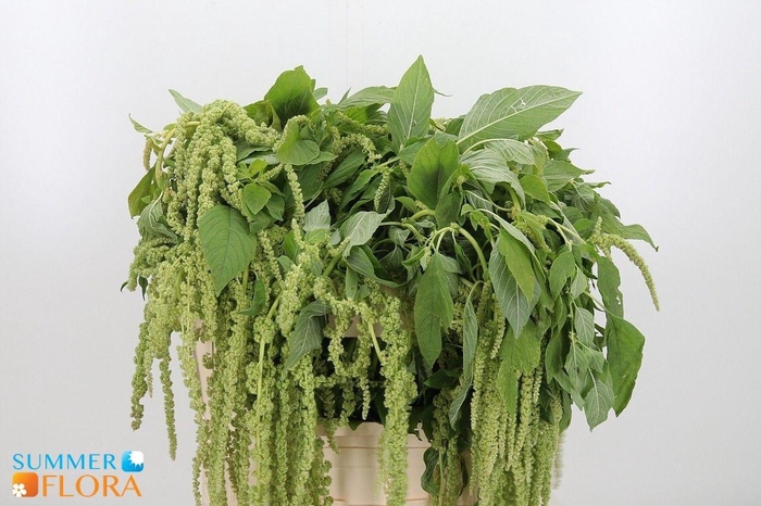 <h4>AMAR CA GREEN PEARLS</h4>