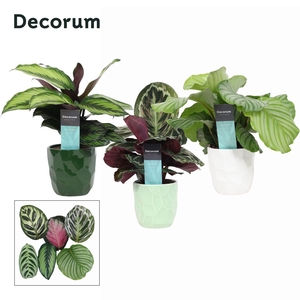 Calathea Mix in Ompot Nora (Decorum)