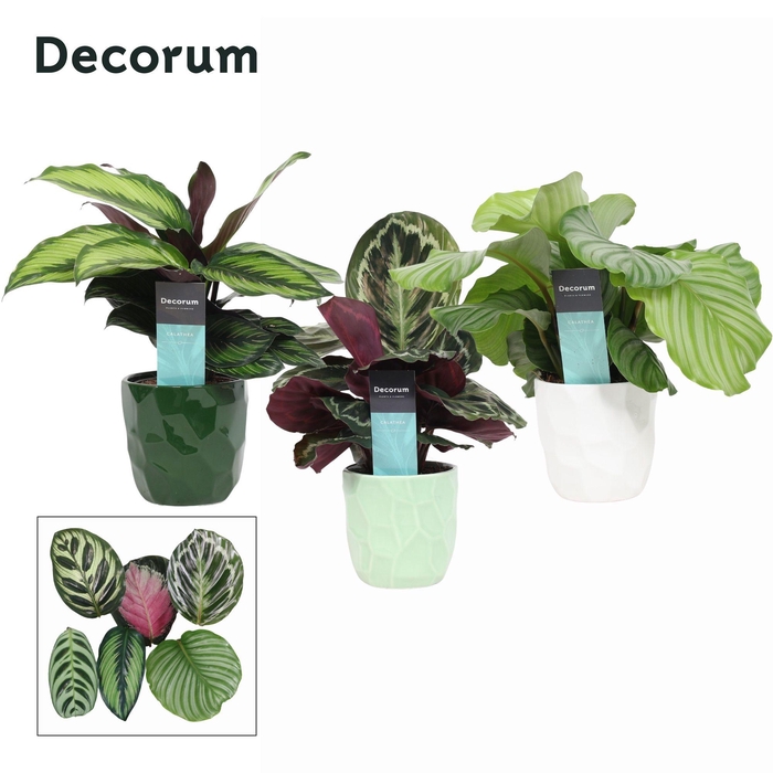 <h4>Calathea Mix in Ompot Nora (Decorum)</h4>