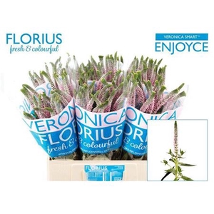 Veron Smart Enjoyce 60cm