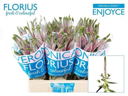 Veron Smart Enjoyce 60cm