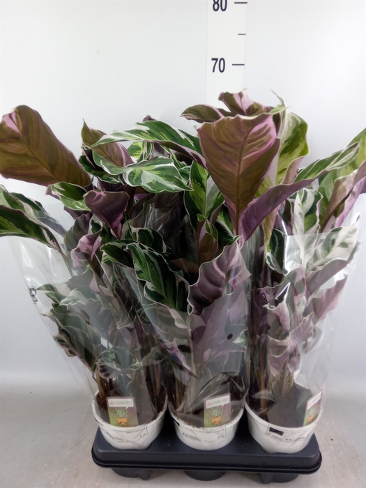 <h4>Calathea  'Fusion White'</h4>