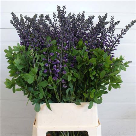 <h4>Baptisia Australis Blue</h4>