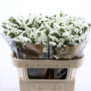 Statice Silvery Sun Birds | Heavy Quality