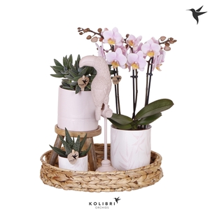 Kolibri Green up your home Gift Set Love pink