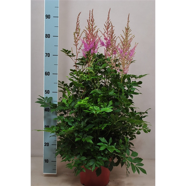 <h4>Astilbe Nemo</h4>
