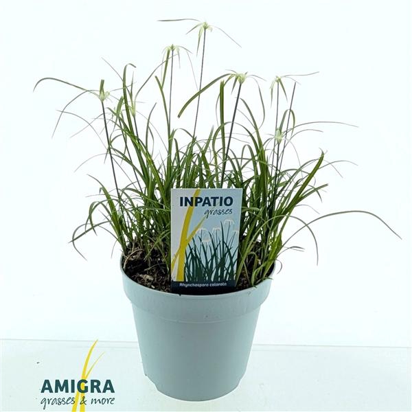 <h4>Rhynchospora colorata</h4>