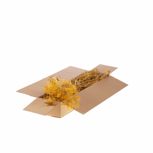 Bupleurum Open 55cm Sb Yellow