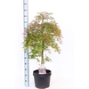 arr8 Acer Orangeola