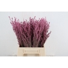 DF Lavender Bs Pink