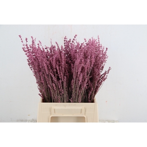 DF Lavender Bs Pink