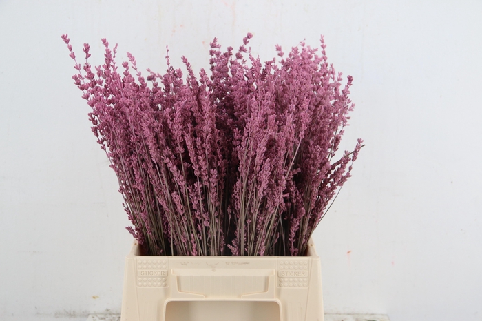 <h4>DF Lavender Bs Pink</h4>