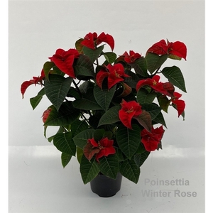 Euphorbia pulch. 'Winter Rose' 6+ flowers