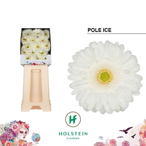 Ge Gr Pole Ice