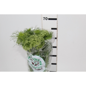 AMMI MAJUS 060 CM