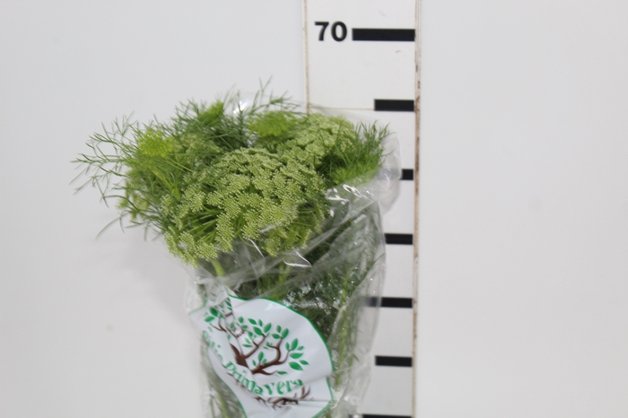 <h4>AMMI MAJUS 060 CM</h4>