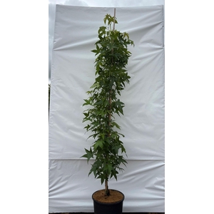 Liquidambar