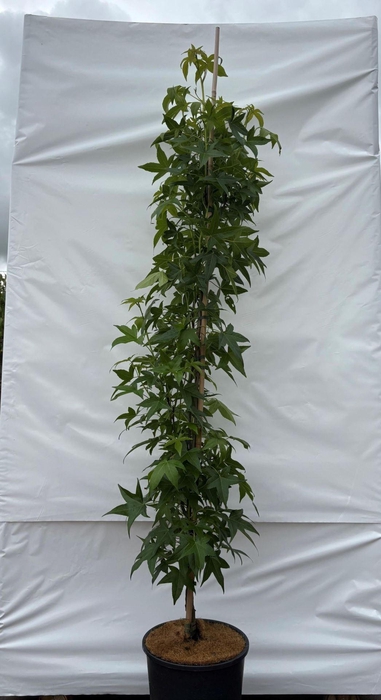 <h4>Liquidambar</h4>