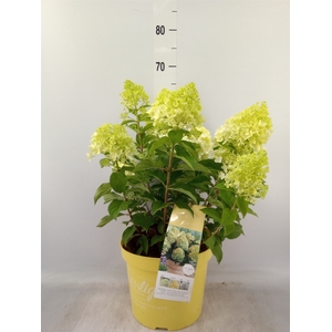 Hydrangea pan.