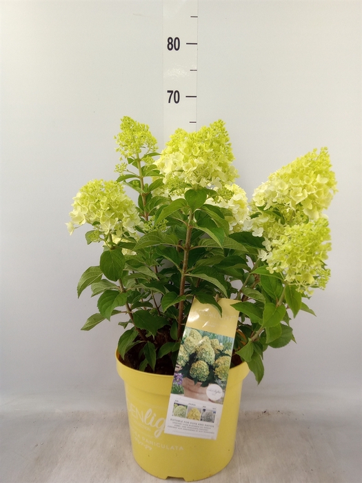 <h4>Hydrangea pan.</h4>