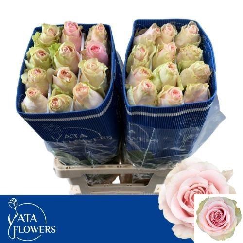 <h4>R GR FRUTTETO</h4>