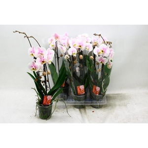 PHAL EL CASCADE