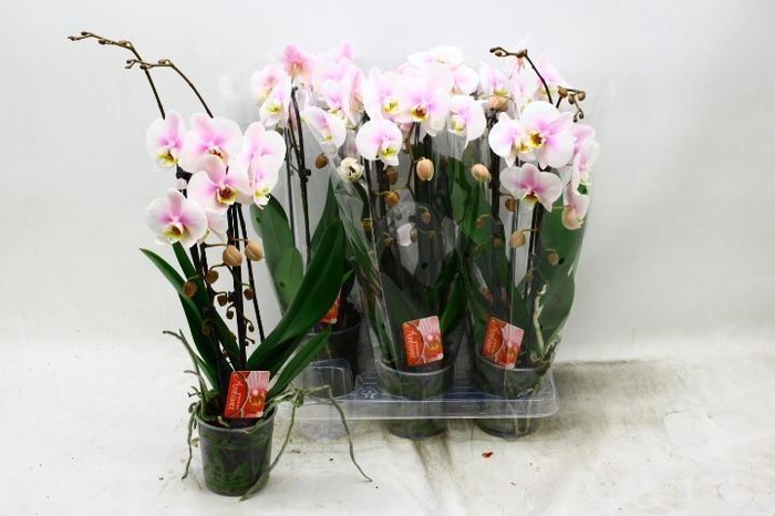 <h4>PHAL EL CASCADE</h4>