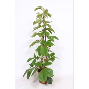 Tetrastigma voinierianum