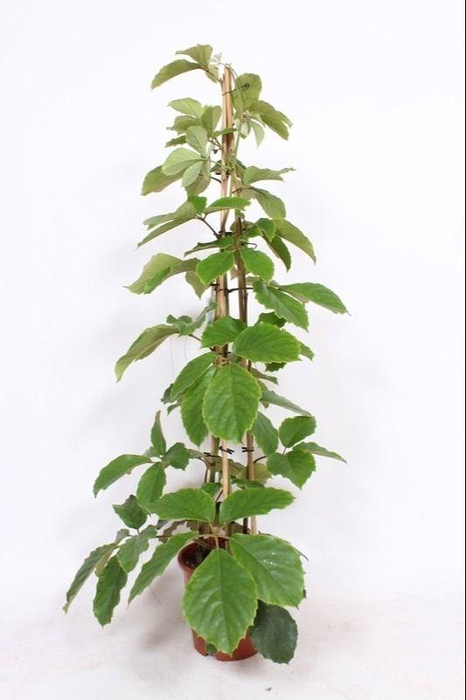 <h4>Tetrastigma voinierianum</h4>