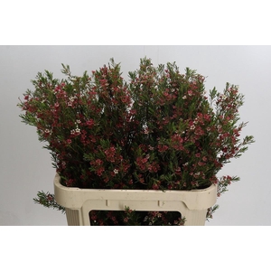 CHAME UN MY SWEET 16