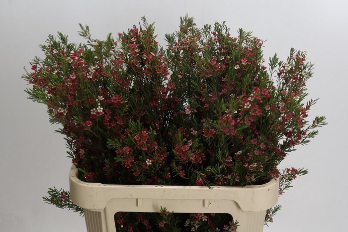 <h4>CHAME UN MY SWEET 16</h4>