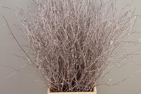 Betula paint champagne