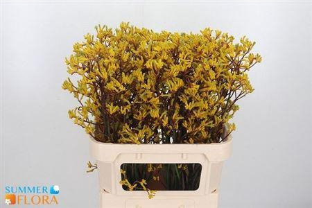 <h4>Anigoz Yellow Gem</h4>