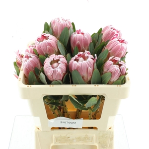 Protea Cardinal Too