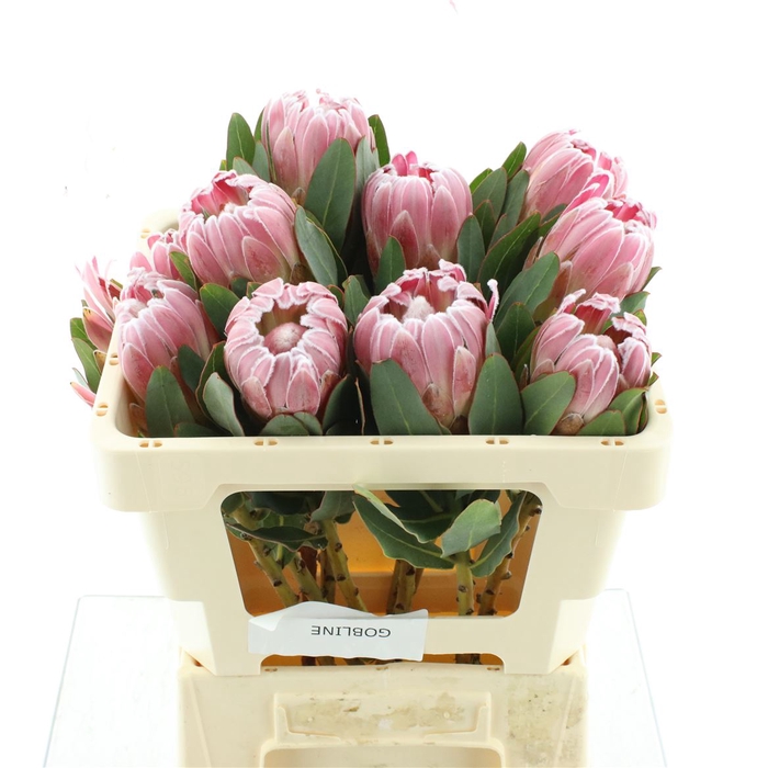<h4>Protea Cardinal Too</h4>
