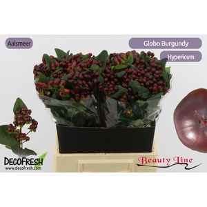 HYP GLOBO BURGUNDY