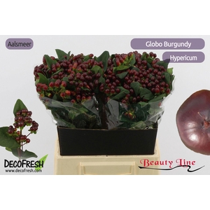 HYP GLOBO BURGUNDY