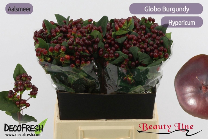 <h4>HYP GLOBO BURGUNDY</h4>