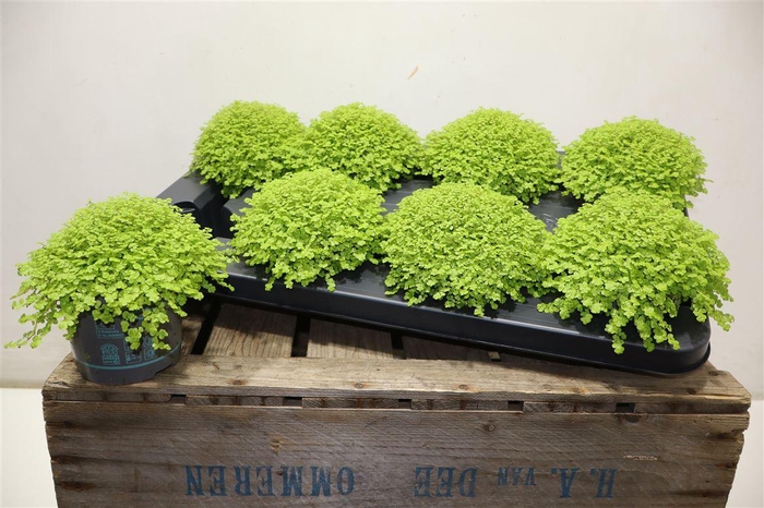 <h4>Solei Sol Aurea</h4>