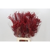 Bromelia Red Paloma