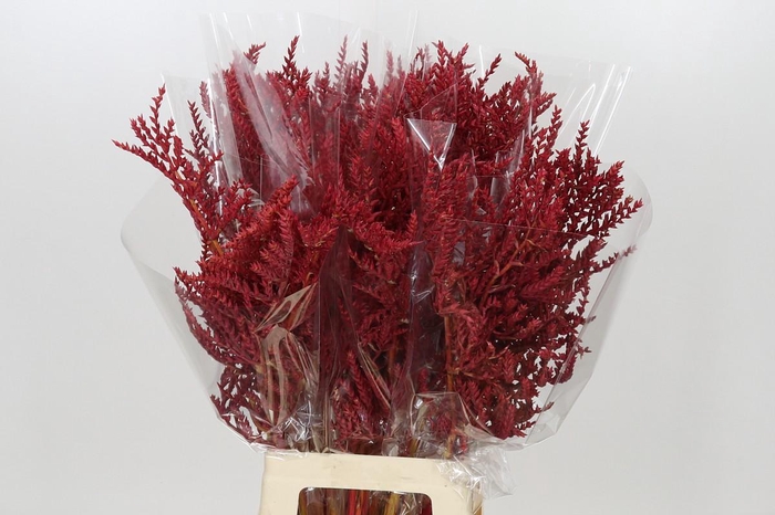<h4>Bromelia Red Paloma</h4>