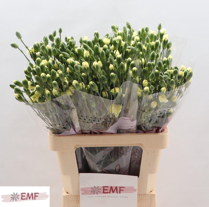 <h4>DI TR PASTIS</h4>