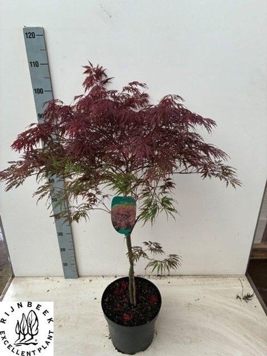 <h4>.Acer palmatum garnet</h4>