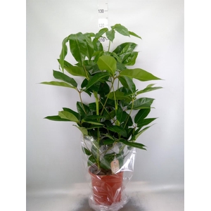 Schefflera actin. 'Amate'